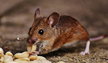 24 Hour & Emergency Exterminators in Akra, ND